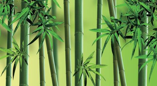  风水禁忌，紫竹竹子在风水中的特殊意义，紫竹竹子在风水中的特殊意义，风水禁忌解读--第1张