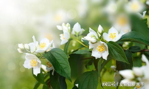  茉莉花的寓意--第1张