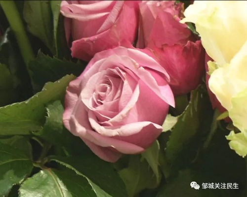  最隐晦表达爱意的花，含蓄表达爱意的玫瑰花--第1张