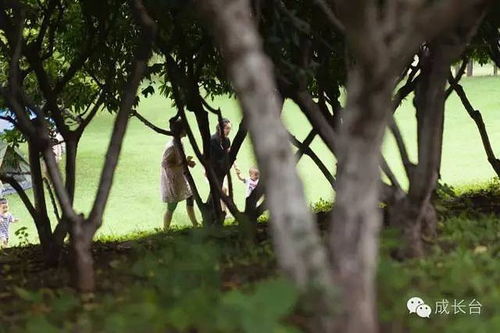  鹅掌楸根，隐藏在大地深处的神秘力量--第1张