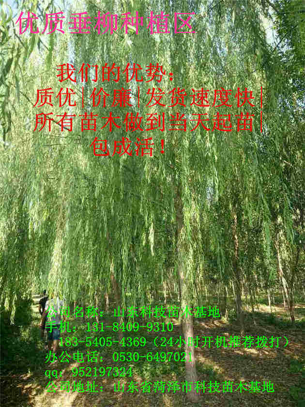  白蜡价格，市场动态与未来趋势分析--第1张