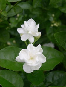  茉莉花的花语--第1张