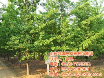  银杏树苗圃园林基地，绿色生命的摇篮--第1张