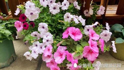  矮牵牛花期——绽放美丽与温馨的季节--第1张