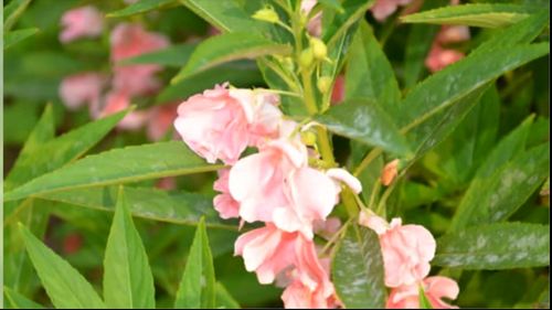  凤仙花治疗灰指甲的方法，凤仙花治疗灰指甲的简单方法--第1张