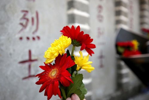  最美鲜花图片大全--第1张