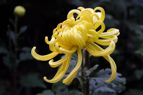  菊花的样子--第1张