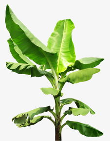  芭蕉树图片，自然之美与文化内涵的完美结合，芭蕉树与自然之美，文化内涵的完美结合--第1张