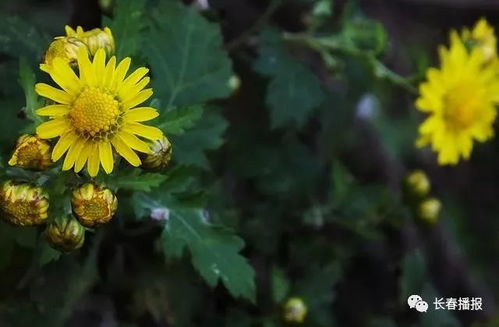  农村常见的50种野花野草--第1张