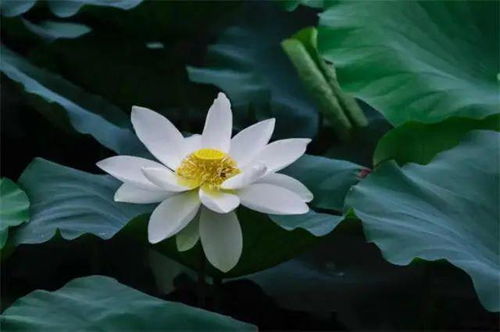  水仙花，自然之美与文化之韵--第1张