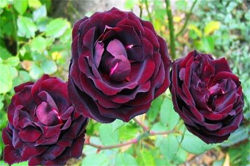  路易十四玫瑰花的花语，路易十四玫瑰的花语，爱情，奉献，勇敢，热情，大胆，浪漫，奢华，以及永恒的爱。--第1张