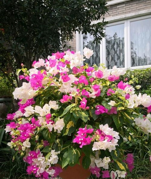  低矮四季常开的花卉——四季花海的秘密--第1张