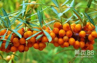  沙棘的功效与作用，沙棘的营养价值和保健功效--第1张