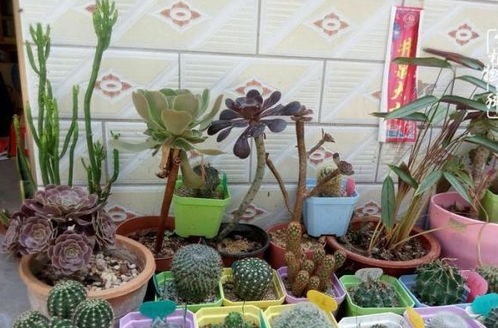  探索附近鲜花店，寻找生活中的一抹色彩，探索附近鲜花店，寻找生活中的一抹色彩--第1张