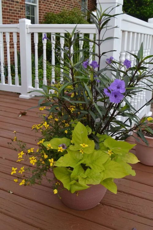  结香花适合种院子里吗，结香花适合种在院子里的吗--第1张