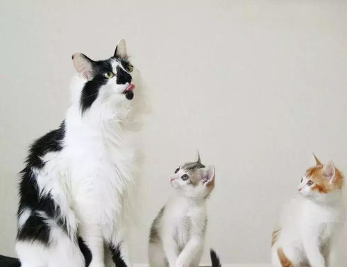 短剧变成猫后我被死对头宠上天全集观看，变成猫后我却被死对头宠上天全集免费观看--第1张