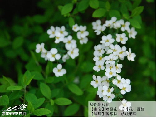  珍珠绣线菊，珍珠绣线菊的养护技巧--第1张
