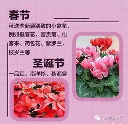  送花常识和送花禁忌--第1张