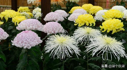  四大国花之谜，揭秘中国、日本、韩国和澳大利亚的国花--第1张