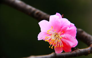  表示道歉的花，道歉之花，玫瑰花--第1张