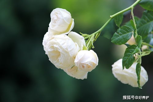  月季花的寓意和象征意义--第1张