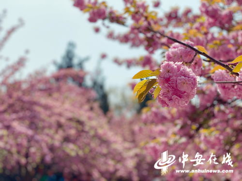  樱花的花语是清廉吗--第1张