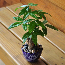  发财树——财富与希望的象征，发财树——财富与希望的象征（一种植物的寓意）--第1张