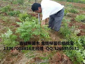  南昌苗木批发市场基地，南昌市大型苗木批发市场基地--第1张