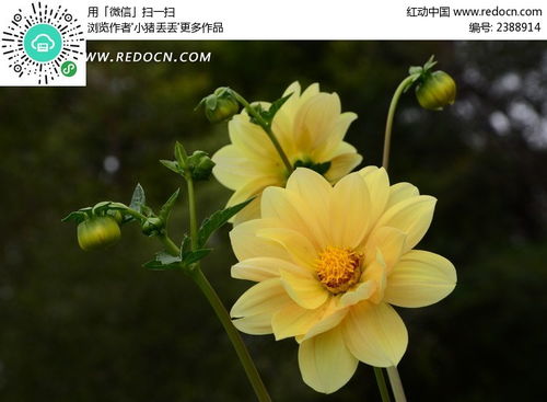  中国的国花，绚丽多彩的象征--第1张