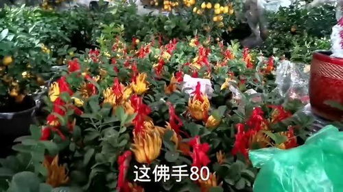  鲜花批发平台哪个好--第1张