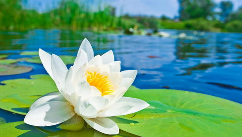  荷花象征意义，纯洁、清净、吉祥，荷花的象征意义，纯洁、清净、吉祥——荷花的美好寓意--第1张