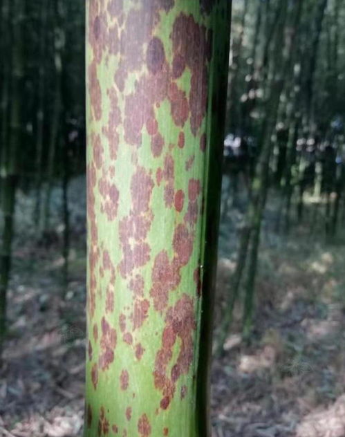  刚竹属植物的魅力--第1张