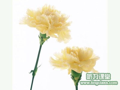  黄康乃馨的花语，黄康乃馨的花语，温馨的友谊、爱情，以及思念之情。--第1张