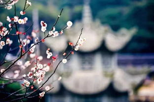  梅花的花语——坚韧、高雅与友谊的象征，梅花的花语，坚韧、高雅与友谊的象征--第1张