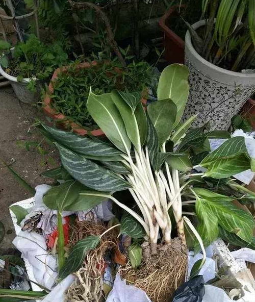  帮我找一下附近的花店，附近的花店推荐--第1张