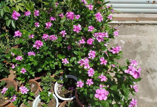  蔓长春花花期之美，绽放的季节之歌--第1张