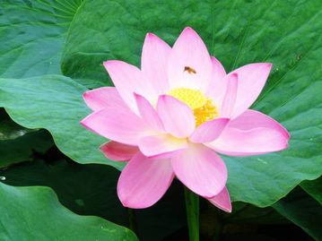  荷花花语，纯洁、清廉、美好的象征，纯洁与美好的象征，花语诠释了其清廉与纯洁的品质--第1张