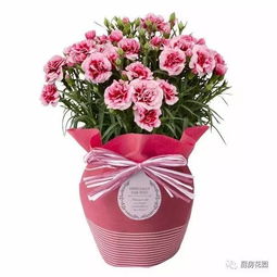  康乃馨一年开几次花，康乃馨一年开几次花取决于种植时间和养护方法。如果养护得当，一年可以开多次花。--第1张