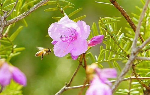  花卉网站与海棠的关系，花卉网站与海棠的互动关系--第1张