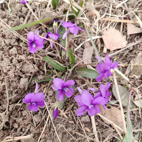  繁星花的花语，繁星花的花语，希望、纯洁、温馨、幸福、美好的爱情。--第1张