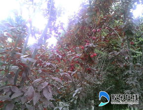  红叶李果实--第1张