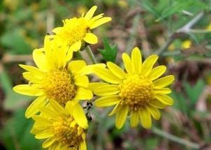  菊花的品质和精神，菊花的品质和精神，坚韧、高雅、无私和顽强不屈--第1张