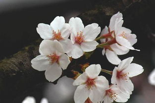  1000种花语大全--第1张