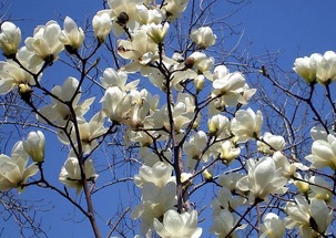  白玉兰花的寓意与花语，白玉兰花的寓意与花语，高洁典雅、富贵吉祥--第1张