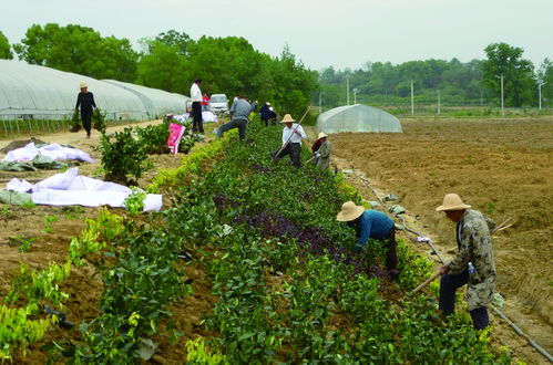  本地苗木网，一站式苗木采购平台，助力绿色生态建设，本地苗木网，一站式采购平台助力绿色生态建设--第1张