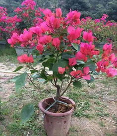  花卉盆栽三角梅--第1张