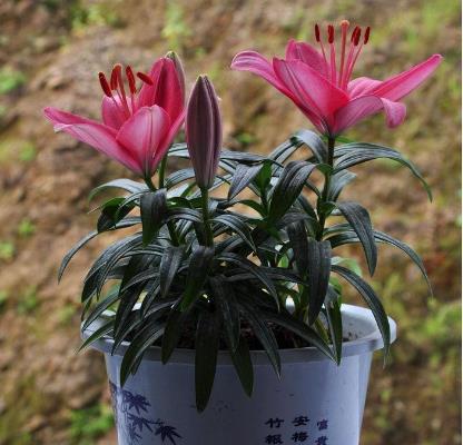  百合花盆栽的养护方法--第1张