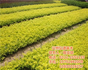  金叶女贞花期，金叶女贞的开花季节标题，金叶女贞花季来临--第1张