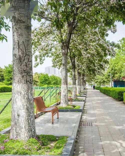  陕西苗木求购信息，寻找优质苗木，打造美丽家园，陕西求购优质苗木，打造美丽家园--第1张