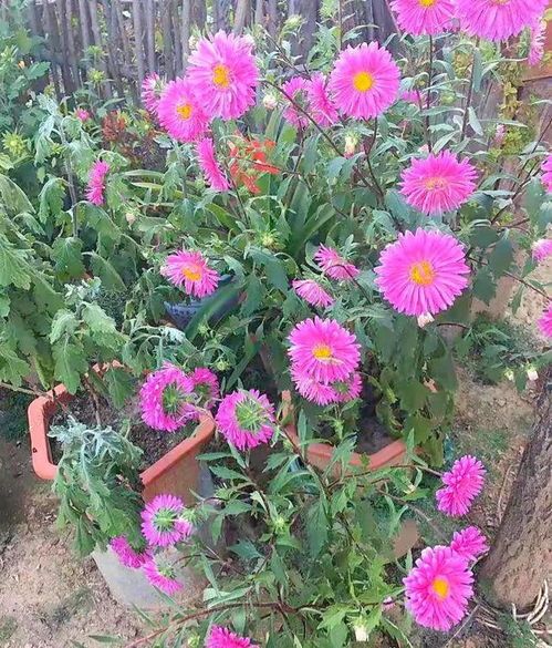  花中四君子是指哪三个植物，花中四君子是指梅、兰、竹三个植物。--第1张